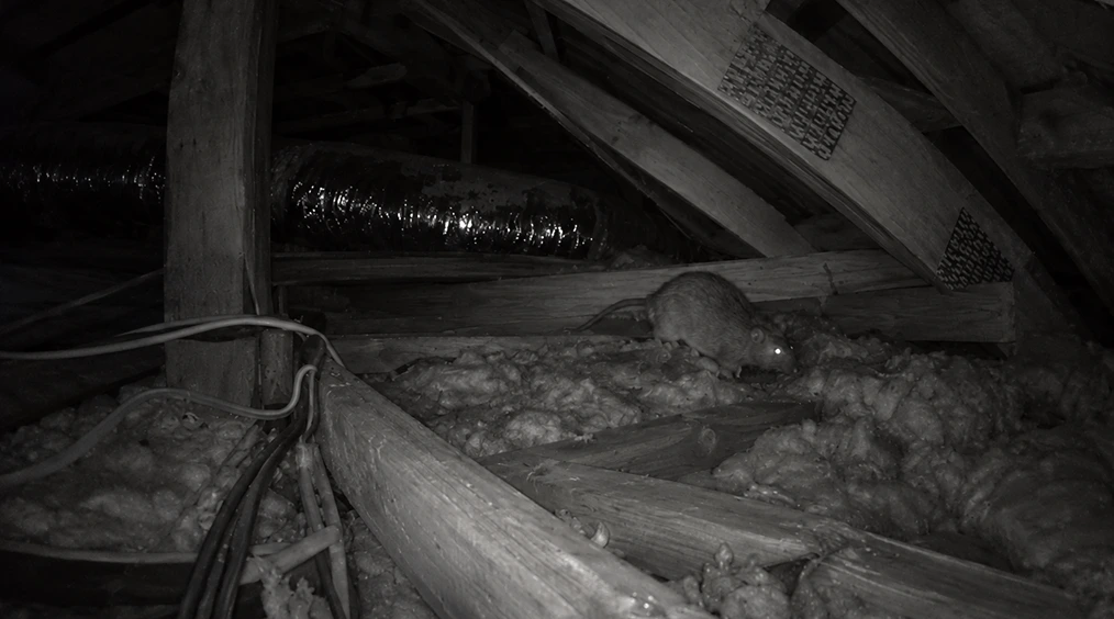 Rat in a roof cavity